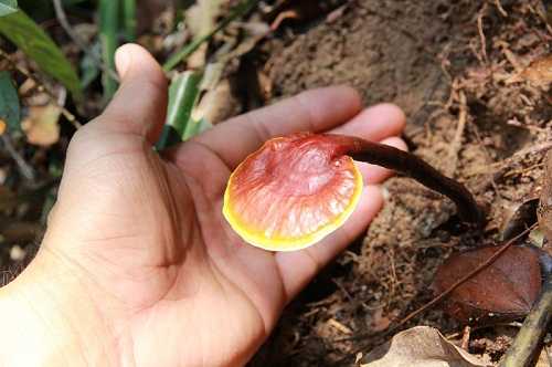 nấm lim xanh rừng