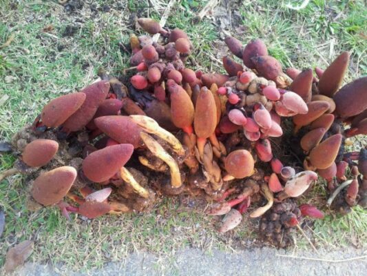 nấm ngọc cẩu Hương Sơn