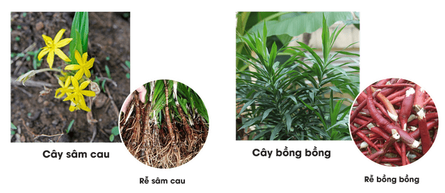 cây sâm cau và cây bồng bồng
