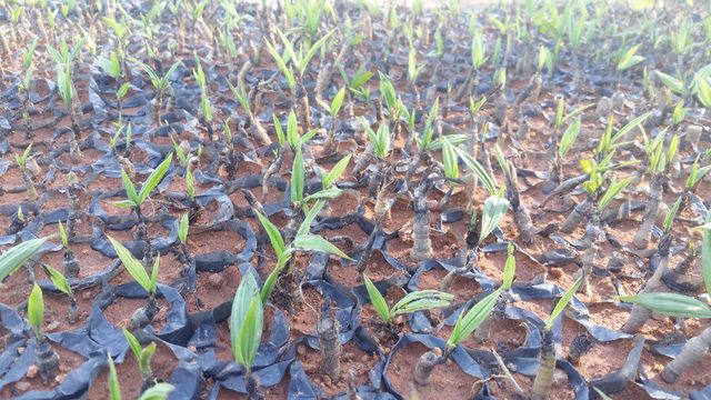 sâm cau nhân tạo