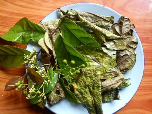 cách sử dụng lá xạ đen