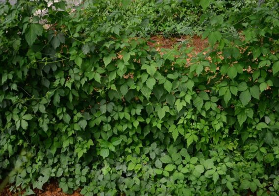 cây giảo cổ lam