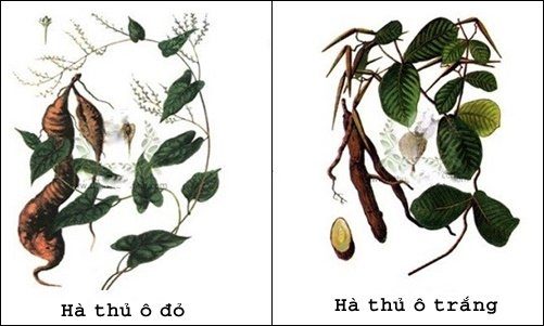 cây hà thủ ô