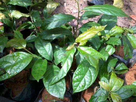 cây xạ đen có tác dụng gì