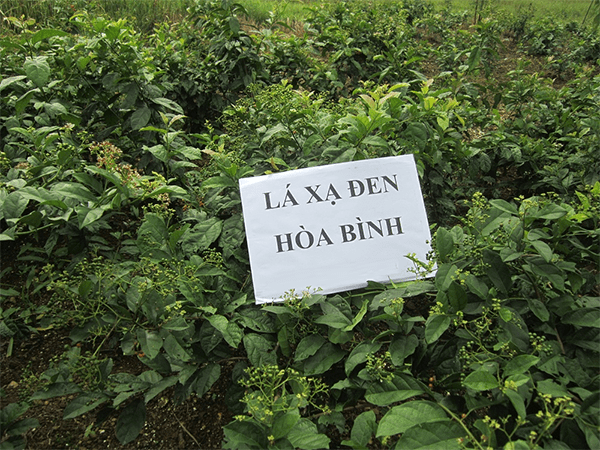 xạ đen hòa bình