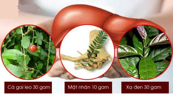 chữa viêm gan b bằng cà gai leo