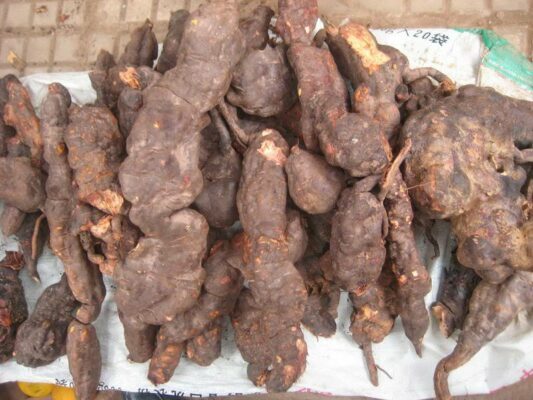 củ hà thủ ô