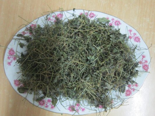 giảo cổ lam khô