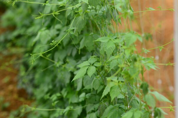 cây giảo cổ lam tươi