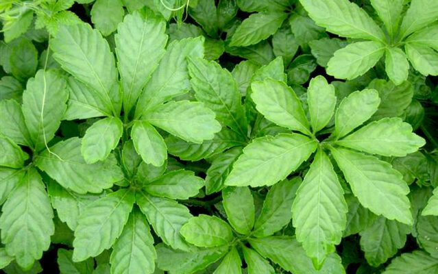 giảo cổ lam tươi