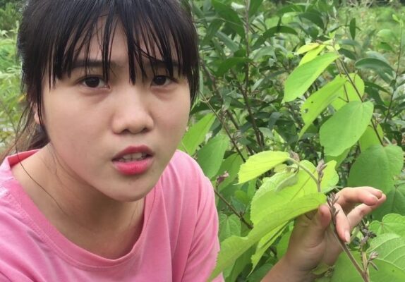 giới thiệu về cây an xoa