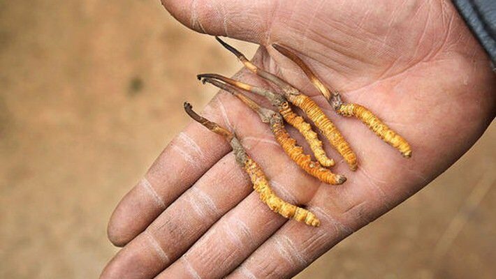 hạ thảo đông trùng