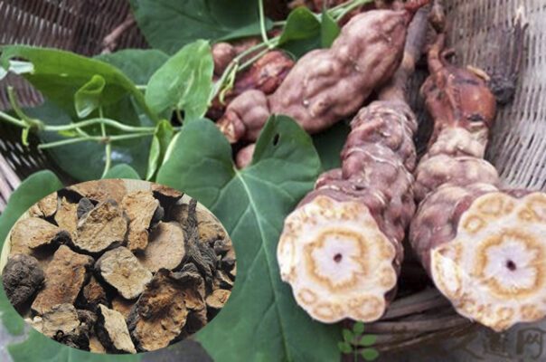 hà thủ ô đỏ