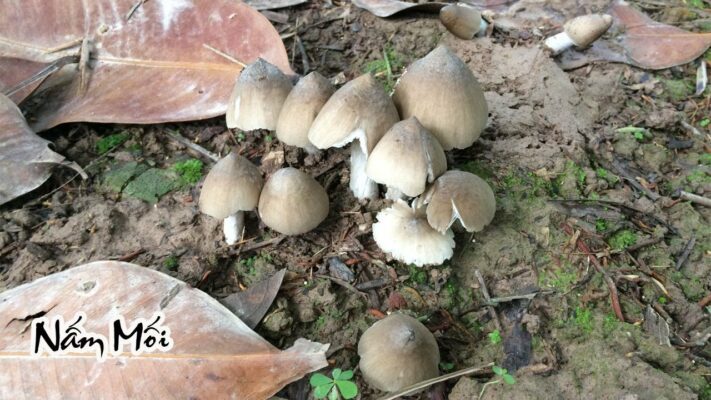 nấm mối thiên nhiên