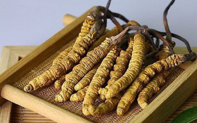 tác dụng của đông trùng hạ thảo