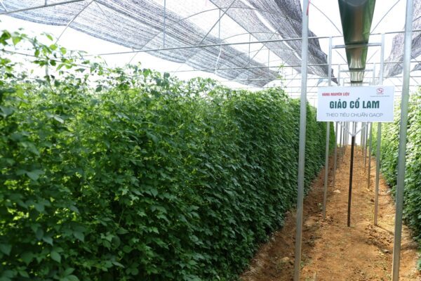 vườn ươm giảo cổ lam