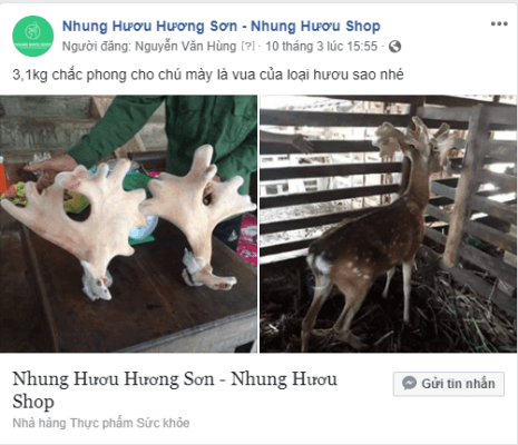 cặp nhung hươu hương sơn