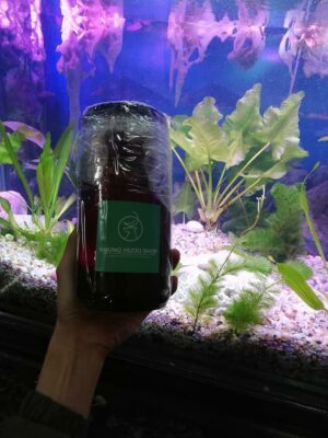 nhung hươu ngâm mật ong