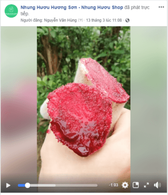 nhung hươu tươi phát trực tiếp