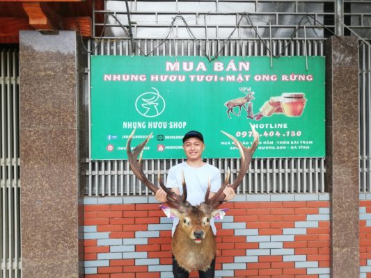 đầu hươu nai treo tường