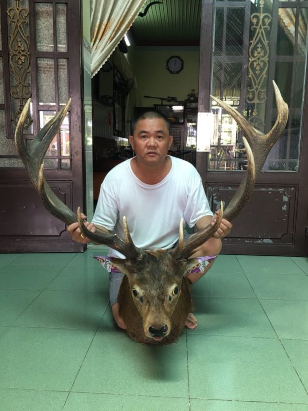 đầu nai treo tường