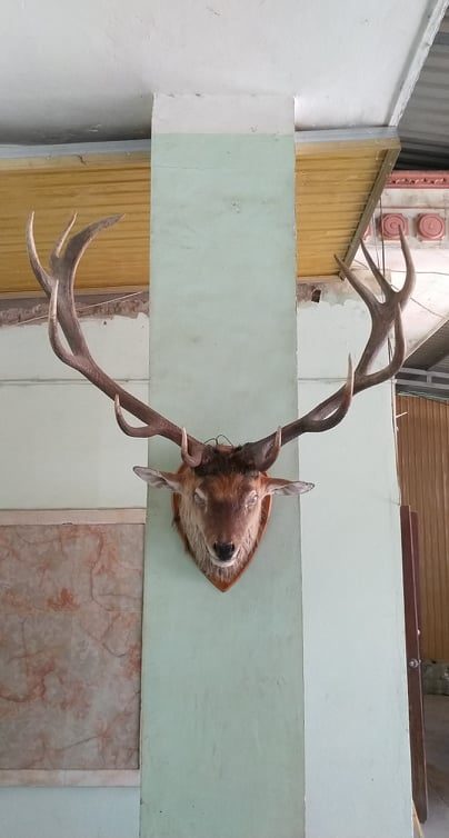đầu nai treo tường