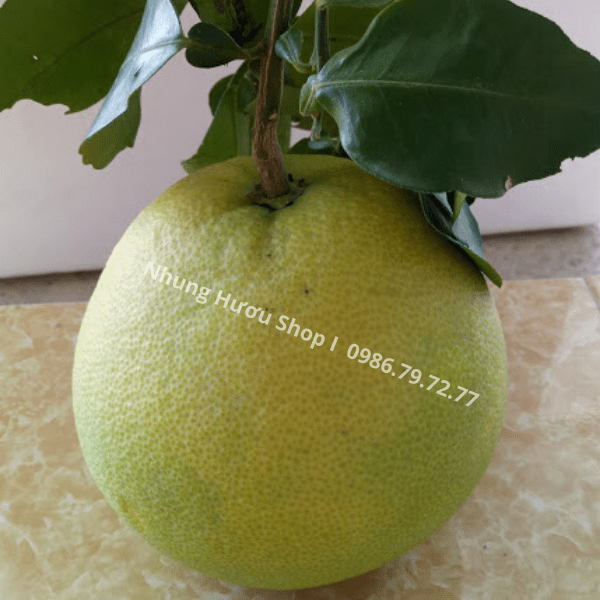 bưởi phúc trạch