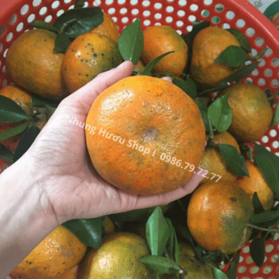 cam bù hương sơn