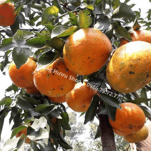 cam bù hương sơn