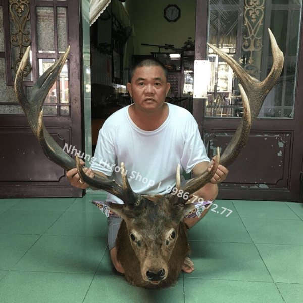 đầu hươu decor