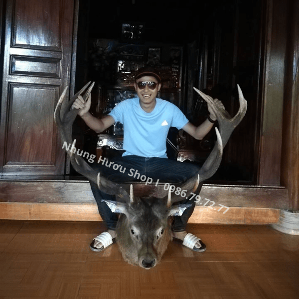 đầu hươu trang trí decor