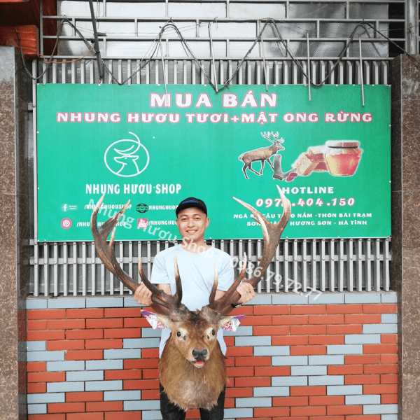 đầu hươu trang trí