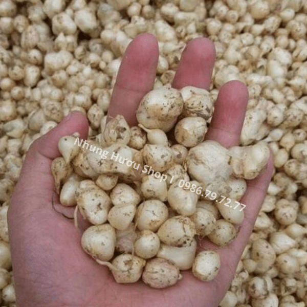 hành tăm hà tĩnh