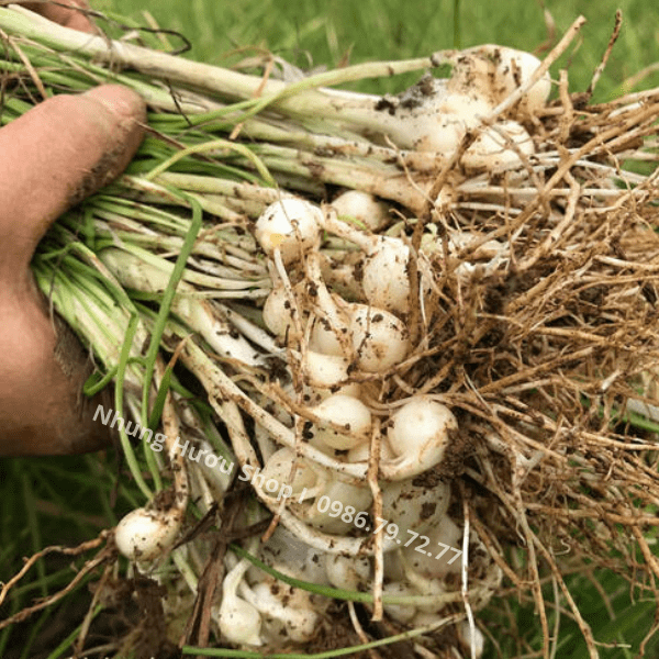 hành tăm hương sơn hà tĩnh