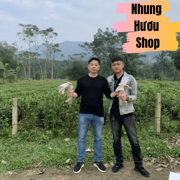 khách về cắt nhung hươu