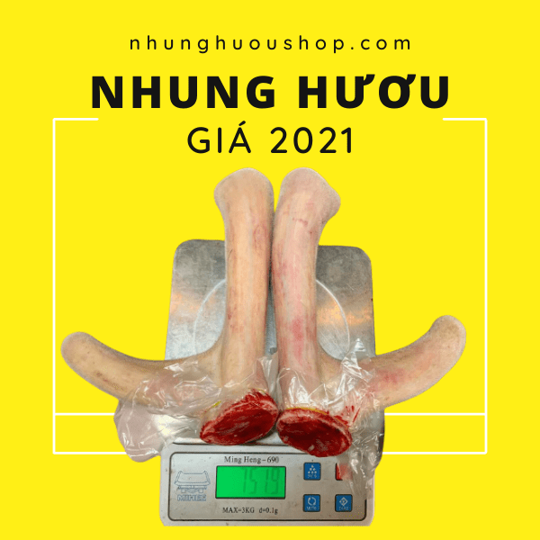 giá nhung hươu 2021