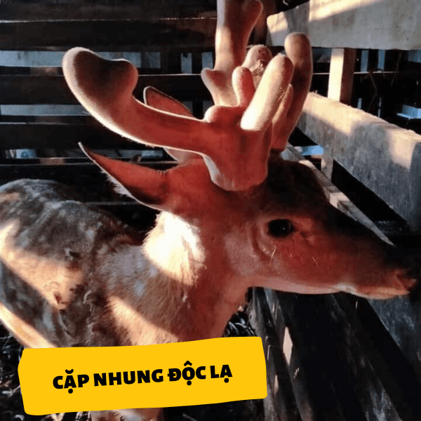 cặp hươu độc lạ