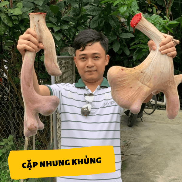 cặp nhung hươu khủng