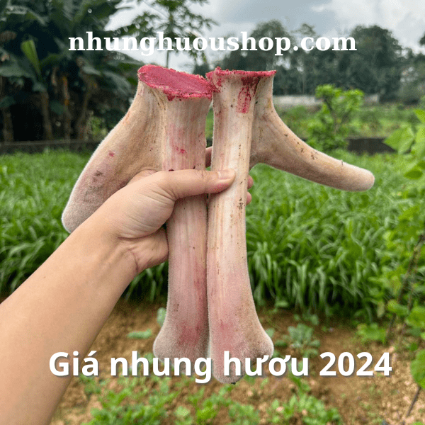 giá nhung hươu 2024